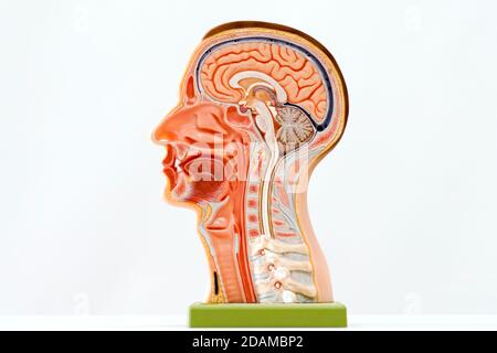 Human head anatomy model. Stock Photo