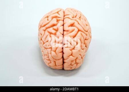 Human brain anatomy model. Stock Photo