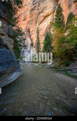Pine Trees Grow Tall Along Wide Section of The Narrows Canyon Stock Photo