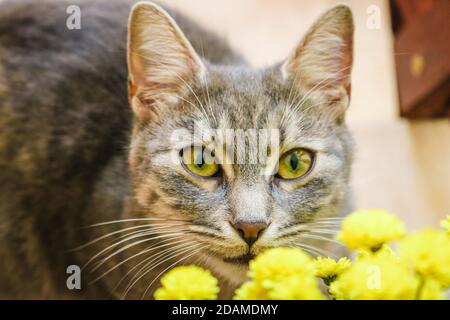 Yellow eyed cat with yellow flowers Stock Photo