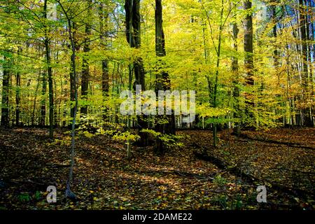 The last of the Fall color in full bloom. Stock Photo