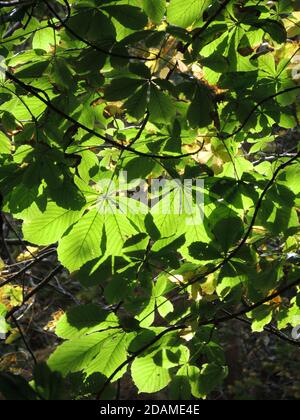 The sunlit leaves of a Horse Chestnut tree (Aesculus hippocastanum). Stock Photo