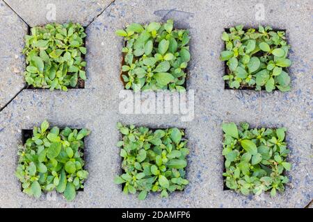 green plants growing between concrete pavement, background Stock Photo