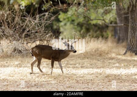 Black-tailed Deer Stag Browsing.