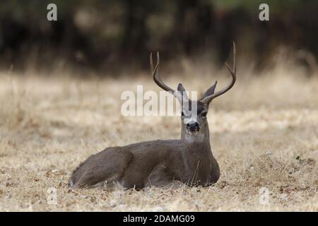 Black-tailed Deer Stag Resting