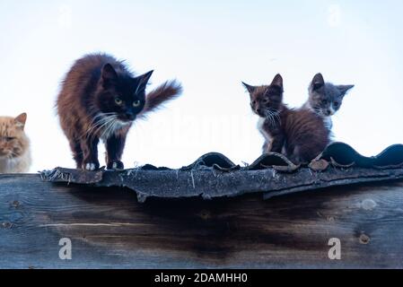 Family of cats sitting and walking on roof fence Stock Photo