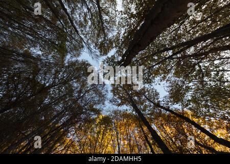 A shot from the floor of a group of trees with yellow and green leaves with a line of light on the background. Stock Photo