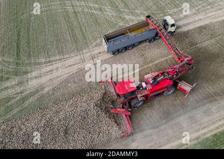 harvesting sugar beet from the field top view from the throne. Stock Photo