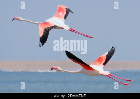 A pair of Greater Flamingos (Phoenicopterus roseus) flying in a wildlife reserve in Walvis Bay, Erongo, Namibia Stock Photo
