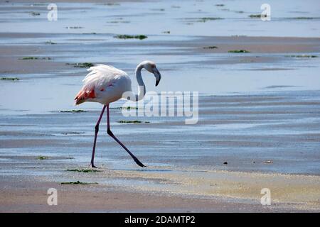 A Greater Flamingo (Phoenicopterus roseus) wading in the shallow saltwater of a wildlife reserve in Walvis Bay, Erongo, Namibia Stock Photo