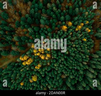 Aerial Drone shot of a swiss alpine forest during Autumn with some bright yellow trees standing out against the green pine forest. Stock Photo