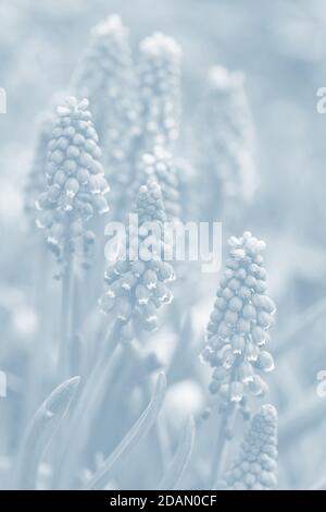 Tender blue muscari flowers in spring garden. Blue flowers. Muscari neglectum. Grape hyacinth. Image in light blue tonality Stock Photo