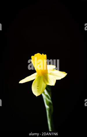 Daffodil or narcissus flower on a black background Stock Photo