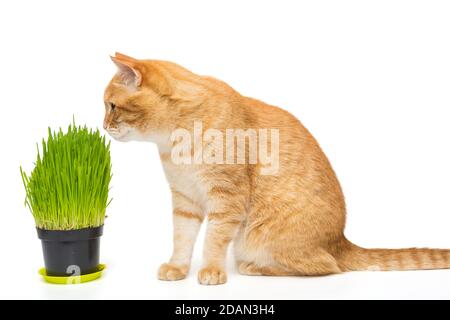 Domestic red cat and pot with cat grass, isolated on white Stock Photo