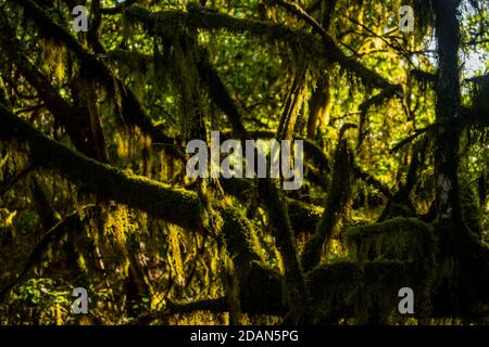 Laurel forest in Gomera Stock Photo