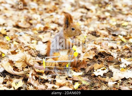 Close-up of a red squirrel holding a walnut, standing by a small shopping cart against the foliage background in the forest. Stock Photo
