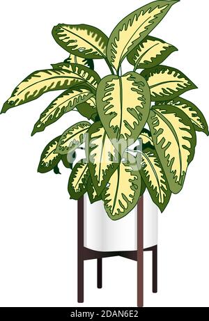 Dieffenbachia. A trendy houseplant. Modern flower pot. Plant vase. Plant growing. Vector illustration. Stock Vector