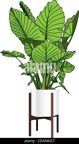 Alocasia. A trendy houseplant. Modern flower pot. Plant vase. Plant growing. Vector illustration. Stock Vector