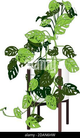 Climbing plant Trendy indoor. Modern flower pot. Plant vase. Plant growing. Vector illustration. Stock Vector