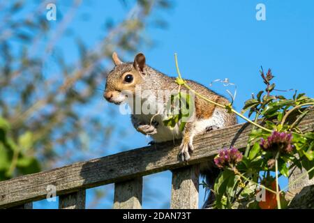 Grey squirrel (Sciurus carolinensis) a wild tree animal rodent on a garden fence which are mostly found in a wildlife woodland forest, stock photo ima Stock Photo
