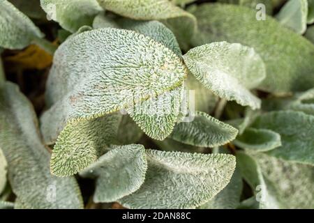 Stachys byzantine, lamb's-ear, close-up abstract of ground cover plants as natural patterns and texture Stock Photo