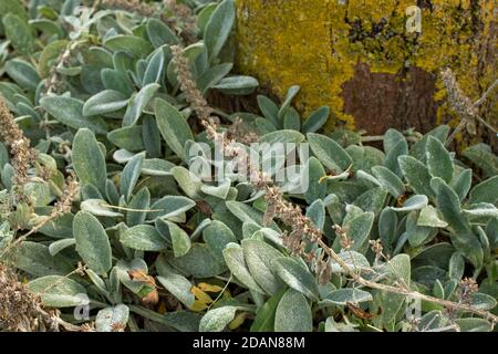 Stachys byzantine, lamb's-ear, close-up abstract of ground cover plants as natural patterns and texture Stock Photo