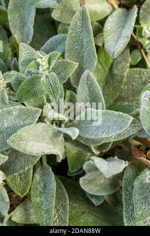 Stachys byzantine, lamb's-ear, close-up abstract of ground cover plants as natural patterns and texture Stock Photo