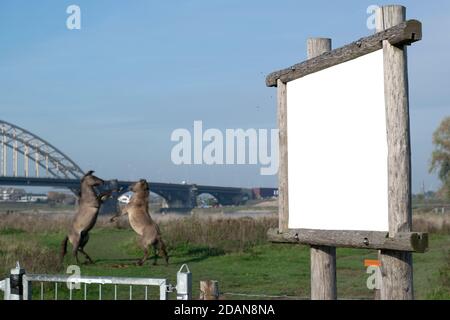 Empty White Advertisment sign in front of horses standing in the Nature Stock Photo