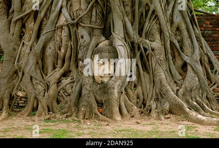 Sandstone Buddha Image's Head Trapped in the Tree Roots at Wat Mahathat Ancient Temple, UNESCO World Heritage Site in Ayutthaya, Thailand Stock Photo