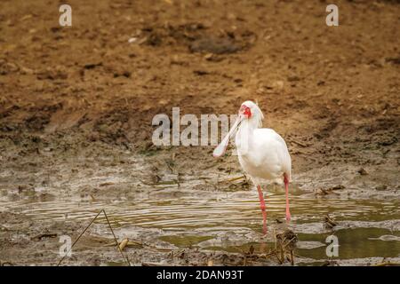 African spoonbill (Platalea alba) foraging in shallow water, Queen Elizabeth National Park, Uganda. Stock Photo