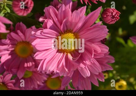 Beautiful pink flowers, Chrysanthemum Clara Curtis Stock Photo