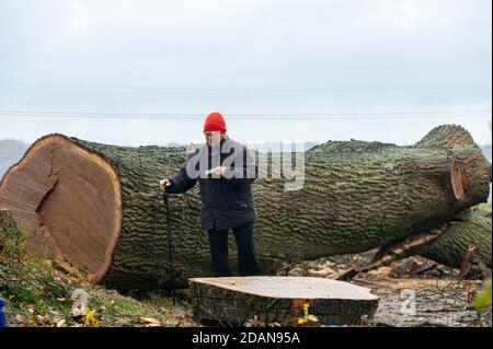 Aylesbury Vale, Buckinghamshire, UK. 14th November, 2020. Local residents are outraged that HS2 destroyed a huge old oak tree yesterday that is believed to be over 300 years old. It has been cut down to allow access for lorries to a temporary site for HS2. In scenes reminiscent of a war zone, nearby ancient woodland Grim's Ditch has also been cut down by HS2. The hugely contentious HS2 High Speed Rail link is puts 108 ancient woodlands, 33 SSSIs and 693 wildlife sites at risk. Credit: Maureen McLean/Alamy Live News Stock Photo