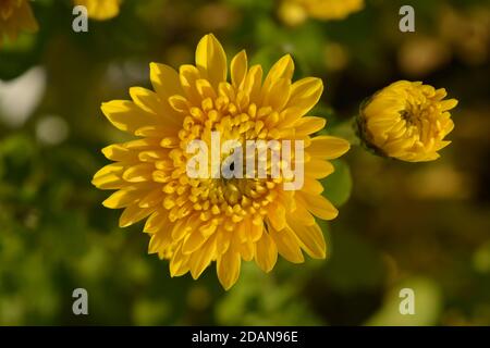 Beautiful yellow Chrysanthemum flower Stock Photo