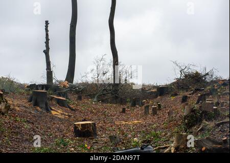Aylesbury Vale, Buckinghamshire, UK. 14th November, 2020. In scenes reminiscent of a war zone, ancient woodland Grim's Ditch has been cut down by HS2. The hugely contentious HS2 High Speed Rail link is puts 108 ancient woodlands, 33 SSSIs and 693 wildlife sites at risk. Credit: Maureen McLean/Alamy Live News Stock Photo