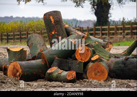 Aylesbury Vale, Buckinghamshire, UK. 14th November, 2020. HS2 turn trees into wood chips. In scenes reminiscent of a war zone, ancient woodland Grim's Ditch has been cut down by HS2. The hugely contentious HS2 High Speed Rail link is puts 108 ancient woodlands, 33 SSSIs and 693 wildlife sites at risk. Credit: Maureen McLean/Alamy Live News Stock Photo