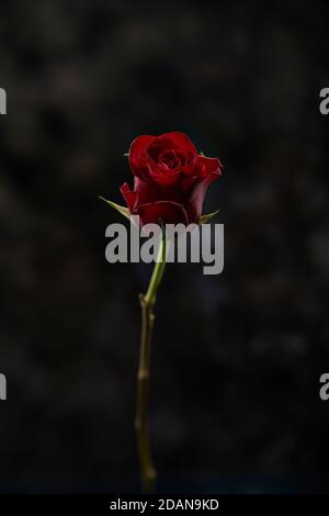 Single dark red rose against a dark mottled background Stock Photo