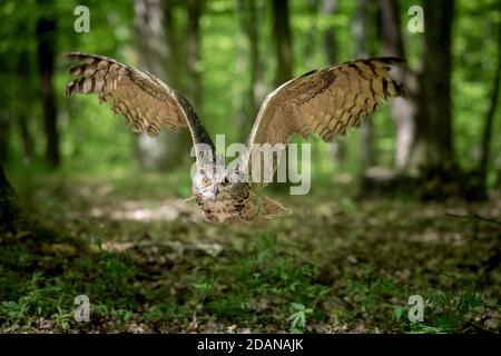 Eurasian eagle-owl Bubo bubo flight Stock Photo