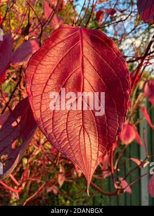 Red autumn leaf, Tatarian Dogwood, also known as Cornus alba Stock Photo