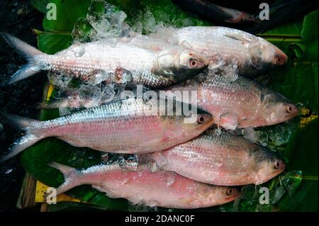 Close up of six fresh silver fish on a bed of ice in a Yangon food market Myanmar Stock Photo