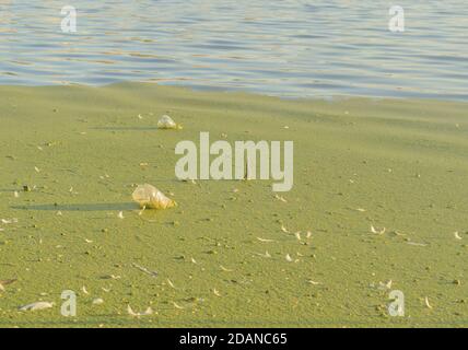 Two plastic bottles are submerged in the mud near the shore. Stock Photo