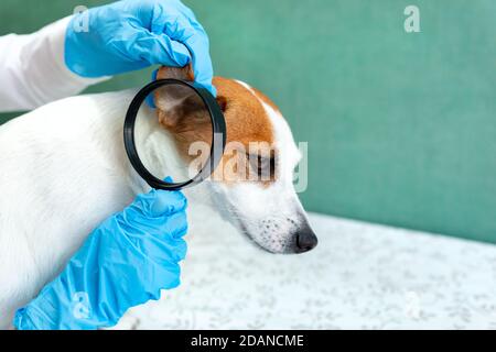 Veterinarian's hands in blue medical gloves close up. A veterinarian examines the ear of a Jack Russell Terrier dog. Veterinary clinic, animal health, Stock Photo