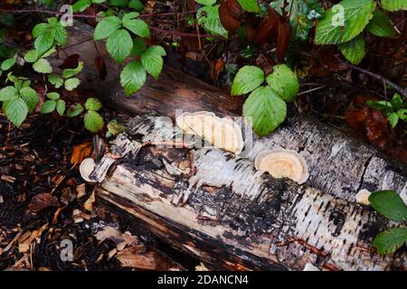Bracket fungus growing on the side of a rotting silver birch log, surrounded by brambles and sawn wood chips Stock Photo