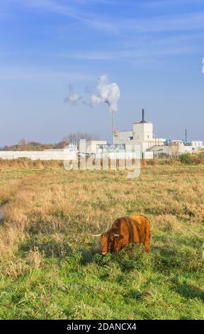 Highland cow in nature preserve close to polluting industry in Groningen, Netherlands Stock Photo