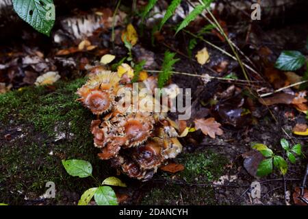 Small brown fungus grows on a wet, mossy log among bracken and fallen leaves on a damp forest floor Stock Photo