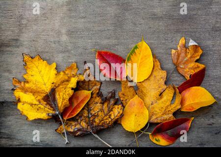 banner autumn foliage bright red, yellow and orange colors maple , poplar, isolate on dark background Stock Photo