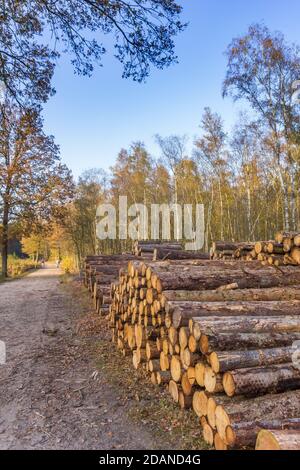 Stacked trees at a walking path in the forest of Borger, Netherlands Stock Photo