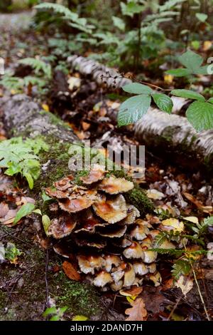 Patch of brown toadstools growing on a rotting log covered with moss, twigs and bracken on the forest floor Stock Photo
