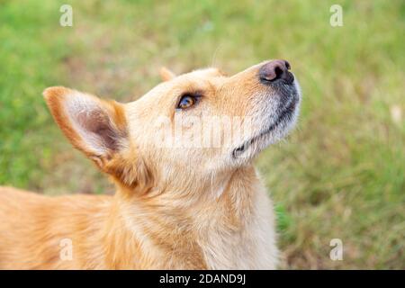 Close-up portrait of a beautiful orange dog on a background of green grass. The big dog looks up. Walking the dog in the fresh air. Devotion, friendsh Stock Photo