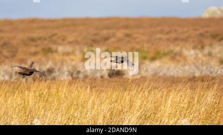 Uk wildlife: Two red grouse in flight, flying over moorland in autumn, Yorkshire, England Stock Photo