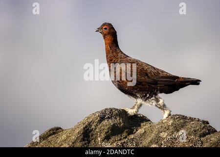 Stunning portrait of red grouse with full body and legs visible - isolated. England Stock Photo